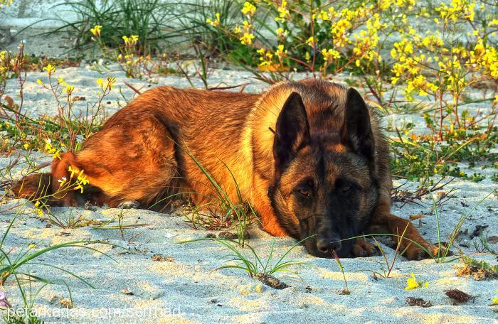 şura Dişi Belçika Malinois