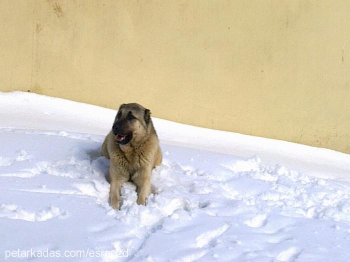 efe Erkek Kangal