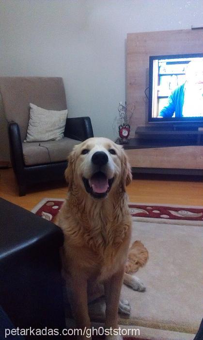 rocky Erkek Golden Retriever