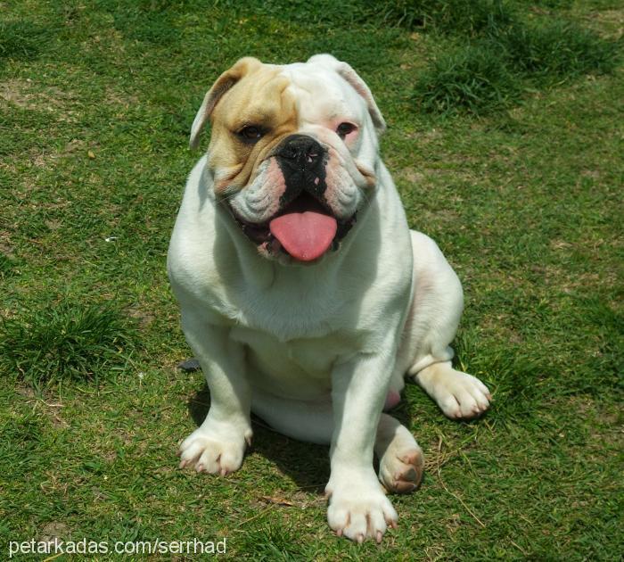 müdürr Erkek İngiliz Bulldog