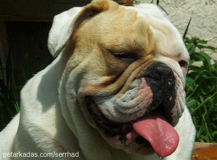 müdürr Erkek İngiliz Bulldog