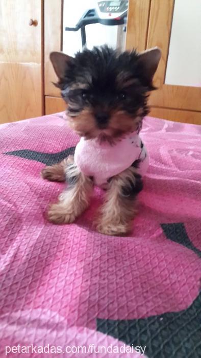 daisy Dişi Yorkshire Terrier