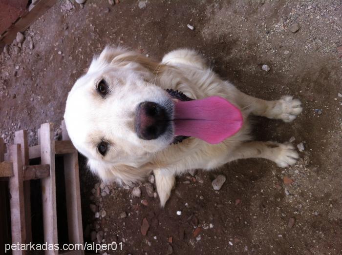 khaleesi Dişi Golden Retriever