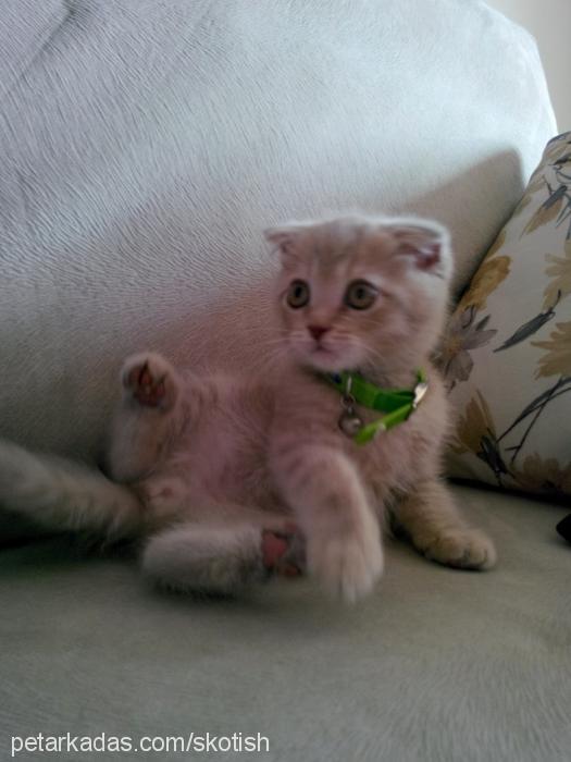 topak Erkek Scottish Fold