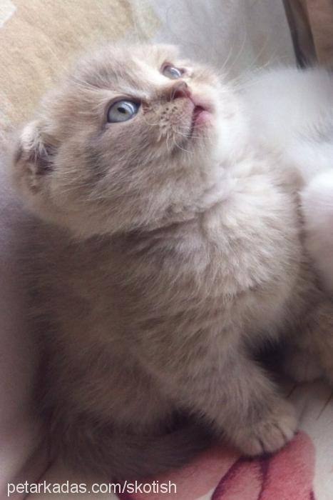 topak Erkek Scottish Fold