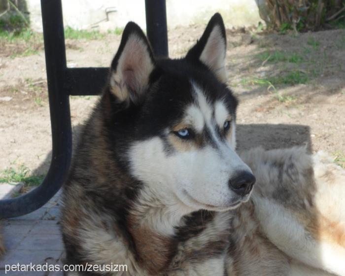 zeusizm Erkek Sibirya Kurdu (Husky)