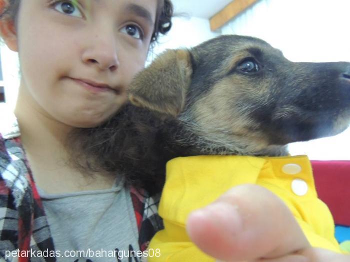 nunu Erkek Alman Çoban Köpeği