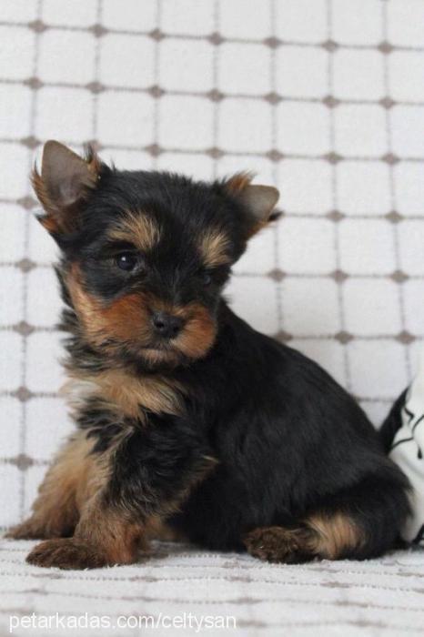 lila Dişi Yorkshire Terrier