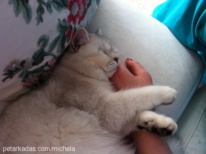 michelle Dişi British Shorthair