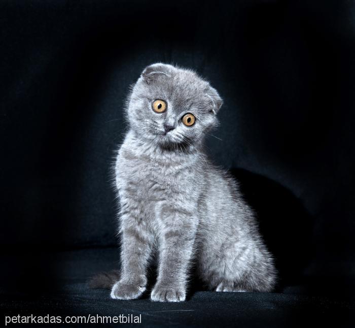 müezza Dişi Scottish Fold