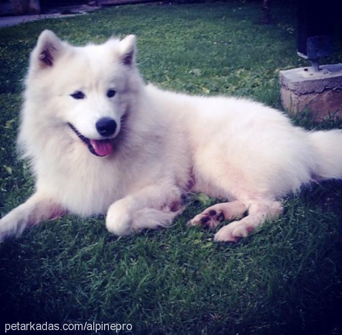 pamuk Dişi Samoyed