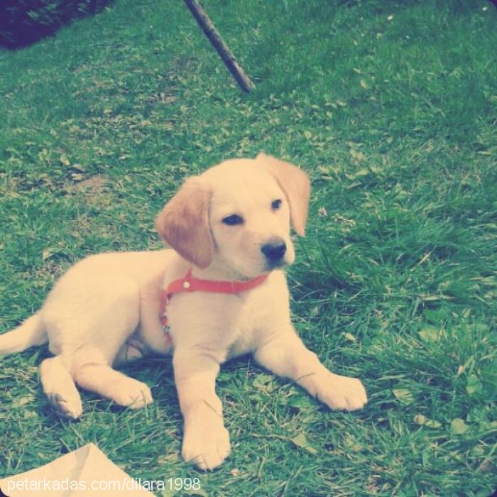 tarcın Erkek Golden Retriever