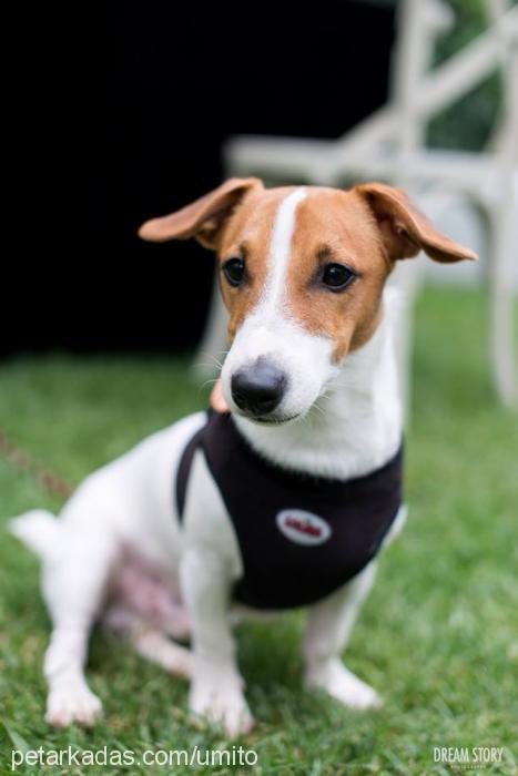 rino Erkek Jack Russell Terrier