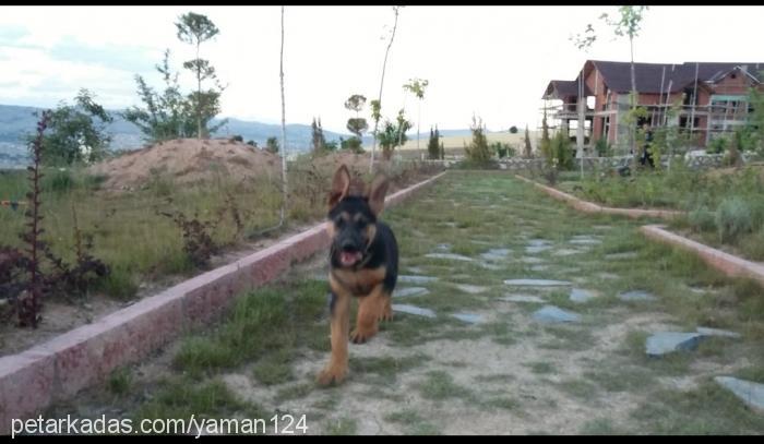 yaman Erkek Alman Çoban Köpeği