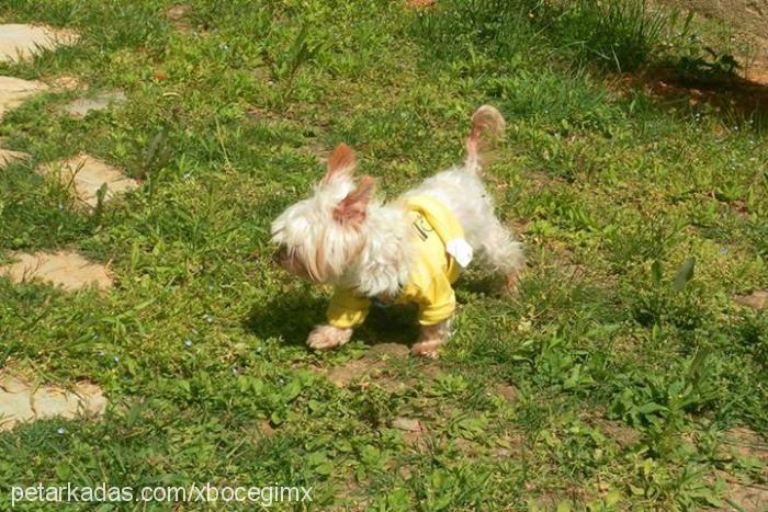 mena Dişi Yorkshire Terrier