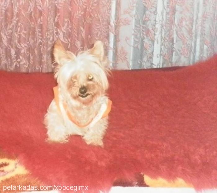 mena Dişi Yorkshire Terrier