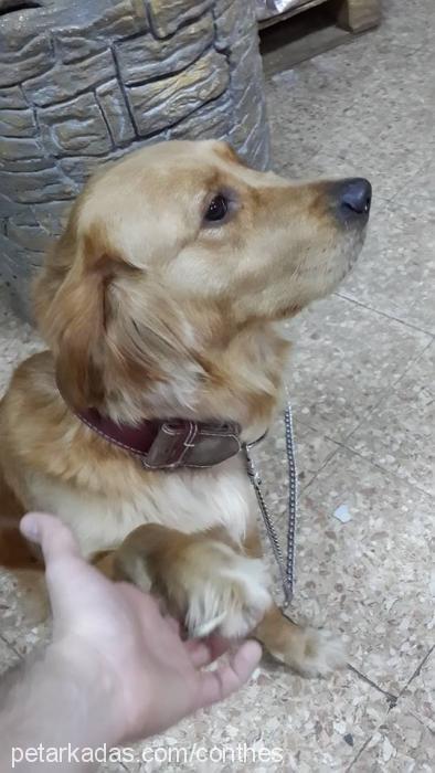 yastık Dişi Golden Retriever