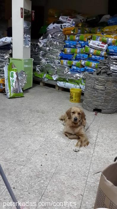 yastık Dişi Golden Retriever