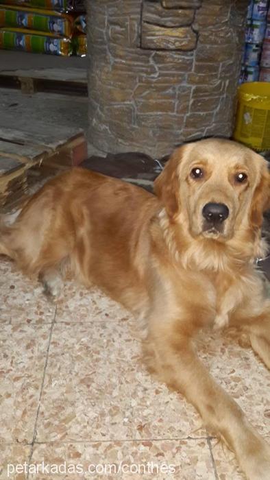 yastık Dişi Golden Retriever