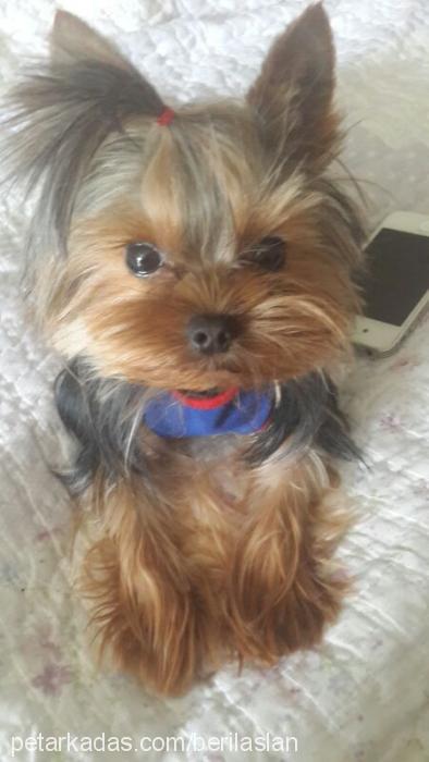 tarçın Erkek Yorkshire Terrier