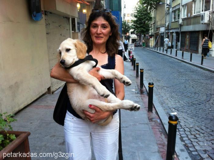 duman Dişi Golden Retriever