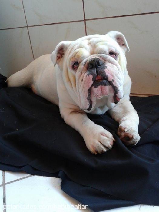 boss Erkek İngiliz Bulldog