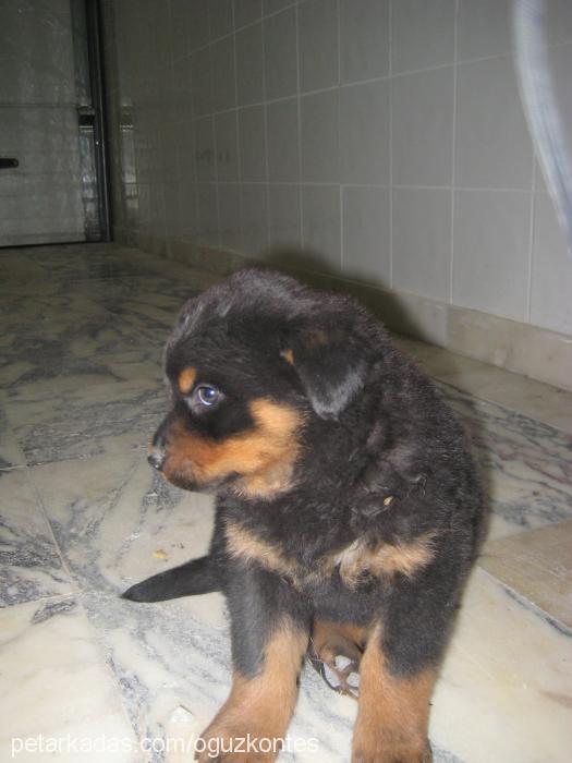 kontes Dişi Rottweiler