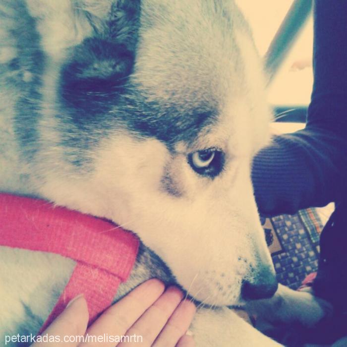 shila Dişi Sibirya Kurdu (Husky)