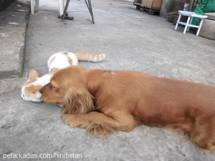 max Erkek İngiliz Cocker Spaniel