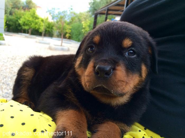 hector Erkek Rottweiler