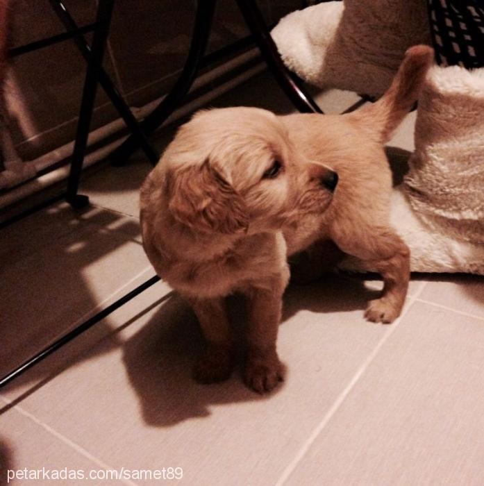 melodi Dişi Golden Retriever