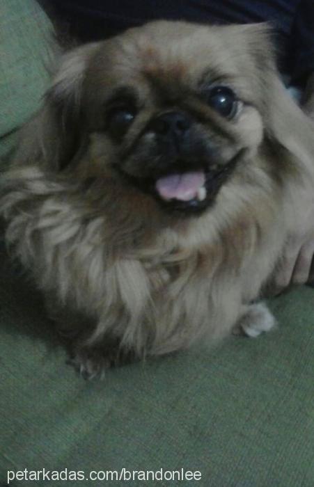 daisy Dişi Pekingese