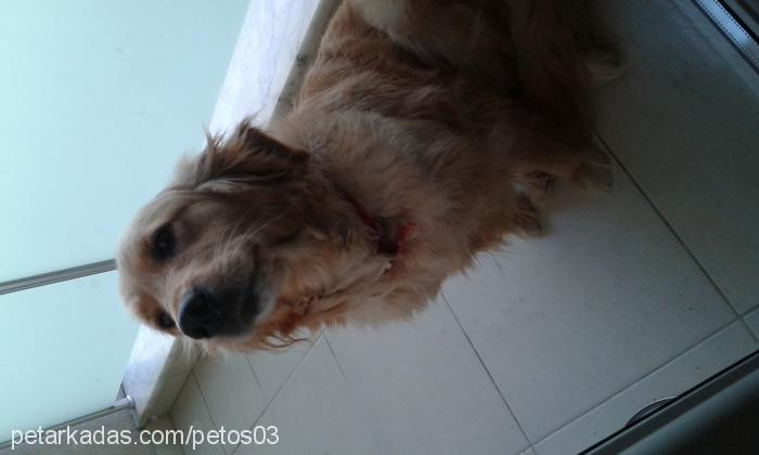 gofret Dişi Golden Retriever