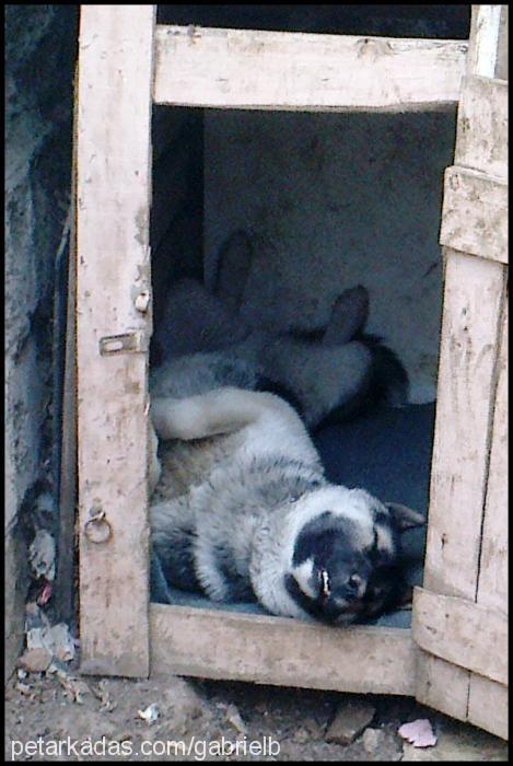 cesur Erkek Alman Çoban Köpeği