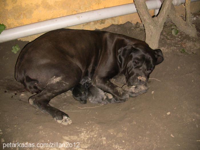 zillan Dişi Cane Corso Italiano