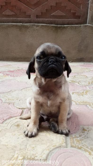 paşa Erkek Pug