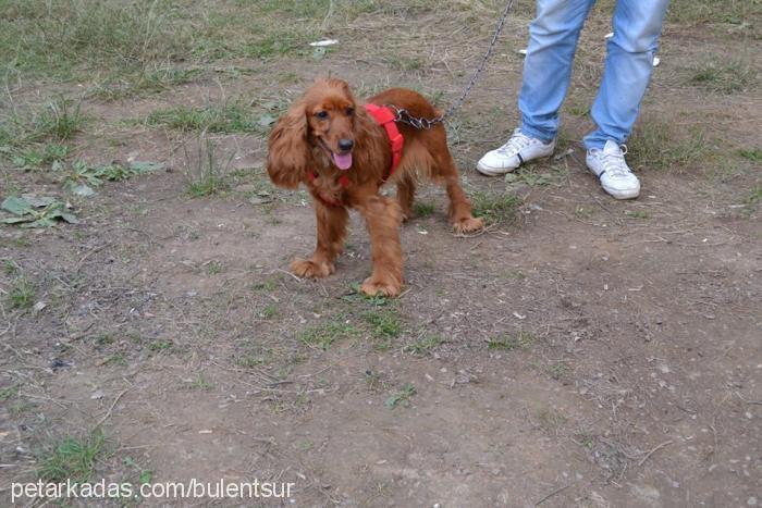 tarçın Dişi Amerikan Cocker Spaniel