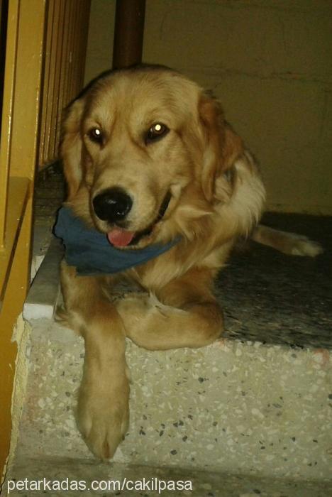 Çakıl Erkek Golden Retriever