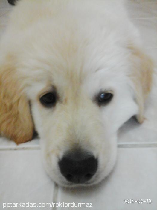 rokfor Erkek Golden Retriever