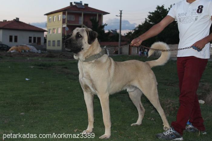 zaloglu Erkek Kangal