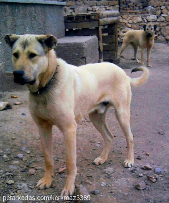 zaloglu Erkek Kangal