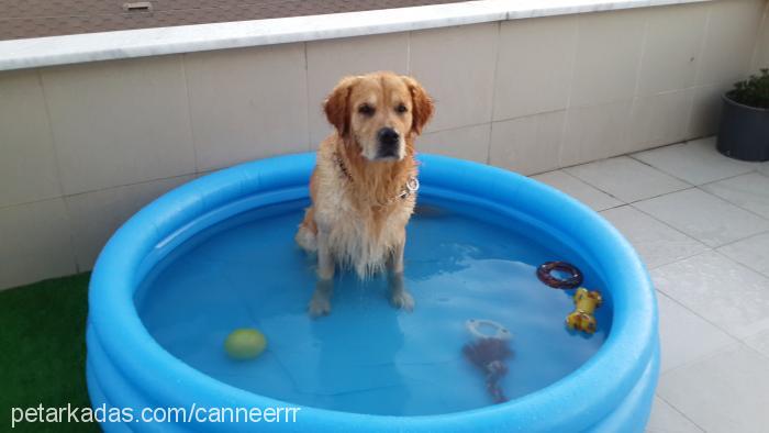 jack Erkek Golden Retriever