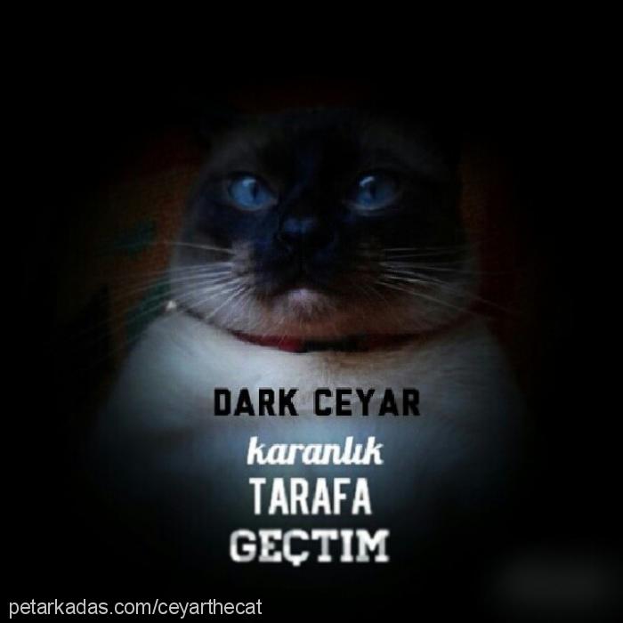 ceyarthecat Erkek Siyam Kedisi