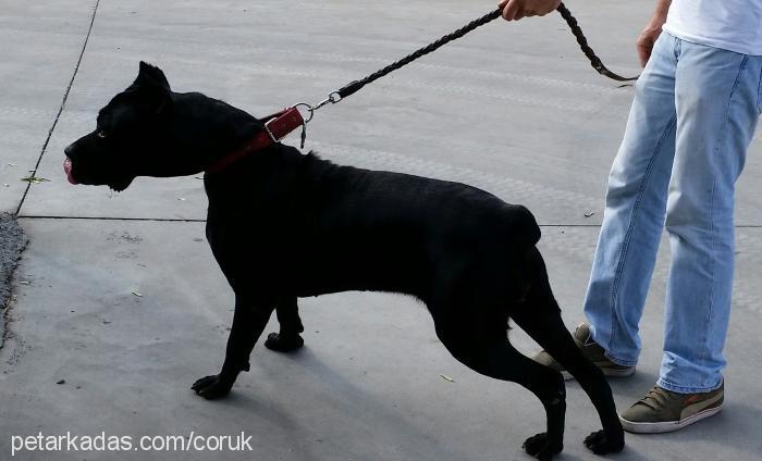 mayna Dişi Cane Corso Italiano