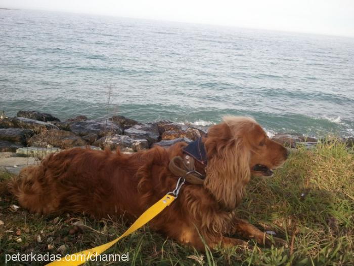 orphe Erkek İngiliz Cocker Spaniel