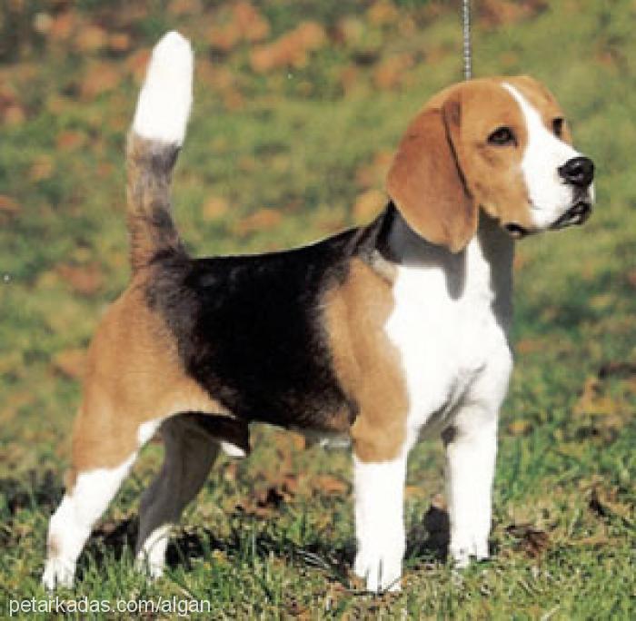 bruno Erkek Beagle