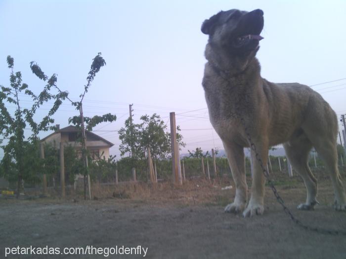 haydut Erkek Kangal