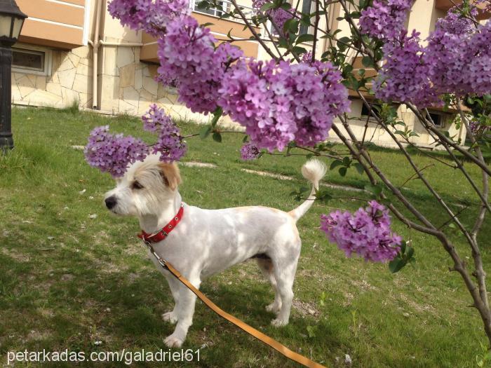 daisy Dişi Glen of Imaal Terrier