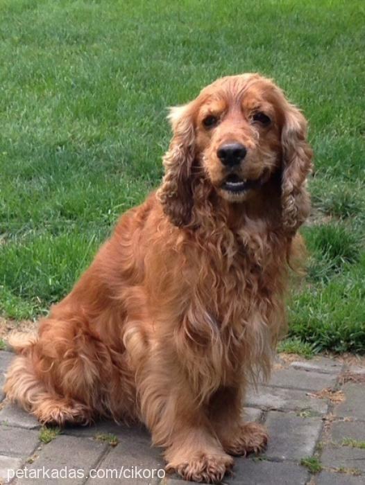 çiko Erkek İngiliz Cocker Spaniel