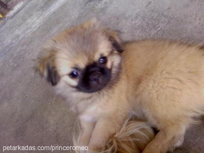 eros Erkek Pekingese